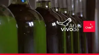 Absenta: el licor mítico que se destila en el sur de Chile | Atlas Vivo de Chile