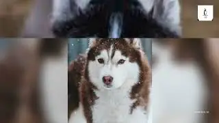 Siberian Husky Eye Colors (First Part)