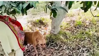 Boy And Dog Meeting #meeting #doglover #hdvideo #lovingdogs #dog