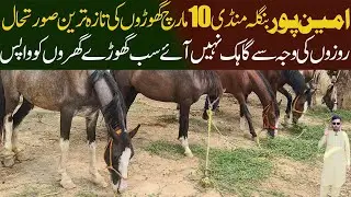 Horse Mandi Aminpur Bangla Horse Price Update- Horse Market Pakistan- Aminpur Horse Mandi Faisalabad