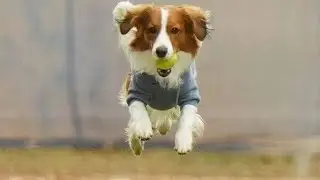 🐶⚾✨大谷翔平の愛犬デコピン、完璧な&ldquo;ストライク投球&rdquo;でSNSトレンド入り！