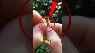 He Put a GoPro on a Bee Then THIS Happened 🐝😱 #shorts #cute #vitalshorts #trends #catcartoon #tiktok