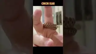 Bikin Merinding 😱🐍💍! Anak Ular Melingkar di Jari Wanita Ini
