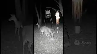 Deers get spooked