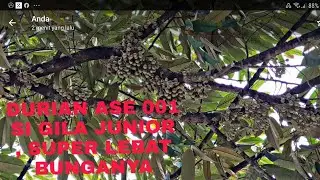 DURIAN ASE001 SI GILA JUNIOR YANG BERBUNGA LEBAT