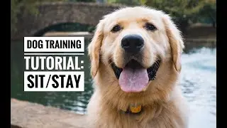Dog Training Tutorial: Sit/stay