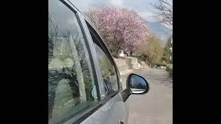 Bhutan seasonal flowers view