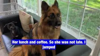 German Shepherd wakes up her Mom
