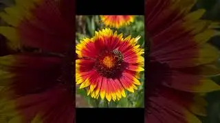 Blanketflowers for seed production for Silver Falls Seed Co. 2025
