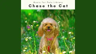Dogs Perfect Evening Nature Noise for Total Dog REM Phase