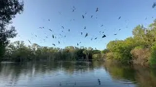 Flying foxes fly out at sunset to their feeding grounds