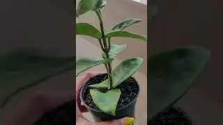 Hoya krinkle 8