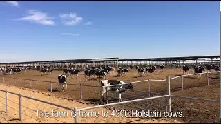 Stationary feed mixers at Marmum dairy farm in the United Arab Emirates