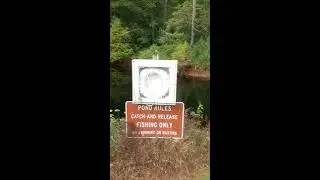 My Review of Redden State Forest Part Free Campsite in Delaware