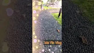 REFLEXOLOGY PATH SPOTTED! #SINGAPORE /MS YIN VLOG #SHORTS
