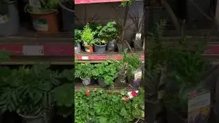 PLANTS AVAILABLE IN MORRISONS | SHOPPING FOR PLANTS