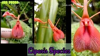 Scientific Names of Wild Orchids
