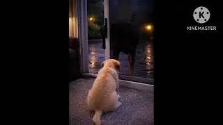 Leo hasky dog video , husky video ,leo video