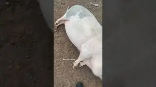 Good girl Penny #pig #animals #bigpig #asmr #funny #littlepig #cute #piggie #funnyanimal