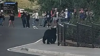 Bears join concertgoers at Red Rocks Amphitheatre