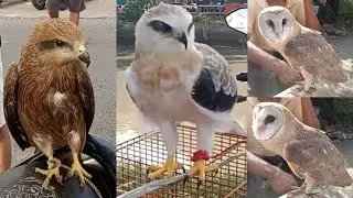 ketemu lagi penjual burung elang dan burung hantu di PB PETEKAN Surabaya 