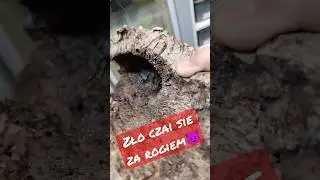 IMG aztec boa imperator 😈