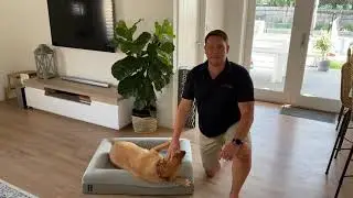 Dazy Dog Bed Review - John (Mischka - American Staffy)