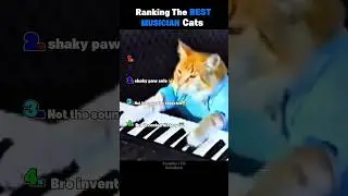 Ranking best musician cats #cats #cat #catshorts #musician #funnycats #rankingcats #piano