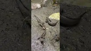 Keep your mudskippers from becoming escape artists!
