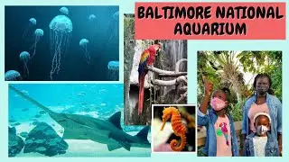A visit to the NATIONAL AQUARIUM in BALTIMORE !! Tour and review !!Just Zuri