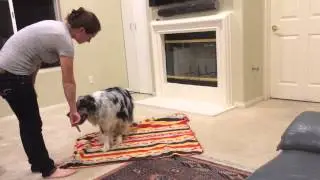 My Australian Shepherd, Cody, performing tricks!