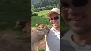 ❤️В меня влюбился Верблюд!🐫