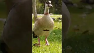 4 Crazy facts about Goose 🪿#animal Music: RedlineMusician: EnjoyMusicURL:  
