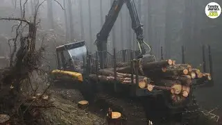 4K - Watch a 20-TONNE Ponsse Elephant King move logs with ease