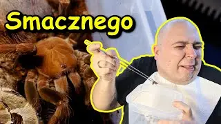 Zapraszam was na obiad czyli karmienie ptaszników :)