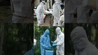 নিপা ভাইরাসের কোনও প্রতিষেধক নেই, কীভাবে সম্ভব চিকিৎসা? কী বলছেন চিকিৎসকেরা