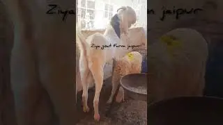 pink Gujri in top quality at ziya goat farm jaipur..