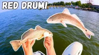 FISHING for Middle Chesapeake Bay RED DRUM! These Fish Are EVERYWHERE!