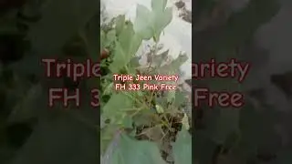 Fh 333 New Cotton Seed 2023/ triple jeen variety Pink free #cotton #cottonproduction #farmer