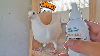 Good By Mites & Lice On My Pigeons
