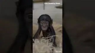 Adorable Baby Bonobo Video Takes the Internet by Storm #BabyBonobo #AdorableAnimals #ViralVideo
