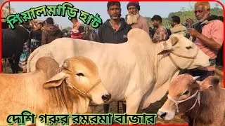 ছোট ষাঁড় 1 লক্ষ প্লাস-মাইনাস গরুর দরদাম: #শিয়ালমারি  হাট থেকে! #cowpriceinbangladesh #চুয়াডাঙ্গা 