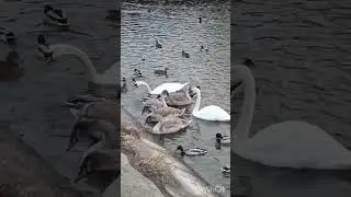 На завтрак овсянка.