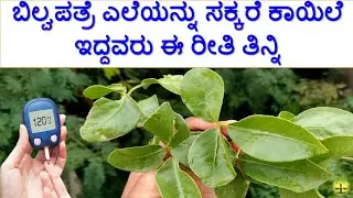 ಬಿಲ್ವಪತ್ರೆ ಎಲೆಯನ್ನು ಸಕ್ಕರೆ ಕಾಯಿಲೆ ಇದ್ದವರು ಈ ರೀತಿ ತಿನ್ನಿ | Bael Patra Leaf Benefits for Diabetes