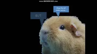 Making a Guinea Pig feeding chart (and a mini biology lesson)
