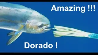 Fishing Adventures #88 - Catching Dorado (Dolphin Mahi) and Tuna in Fujairah