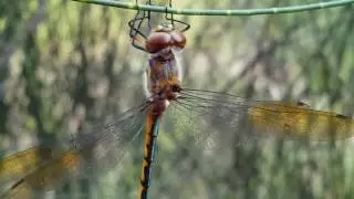 Aunstralian Emerald Dragonfly
