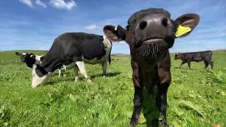 Spring Turnout at The Ethical Dairy