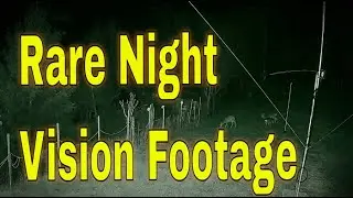 Rare Night Vision Footage Shows 3 Wild Deer in Transylvanian Forest!