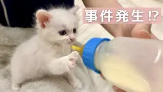 子猫のミルクタイム中、珍事件が起こりました…